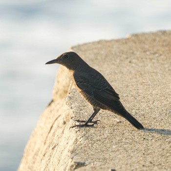 Blue Rock Thrush 観音崎公園 Sat, 8/19/2023