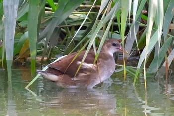 Common Moorhen Isanuma Tue, 8/15/2023