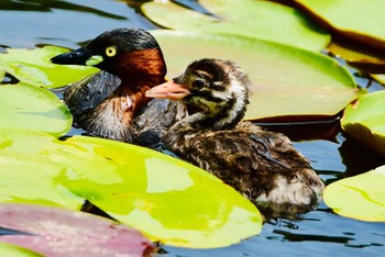 カイツブリ 旭公園 2023年8月21日(月)