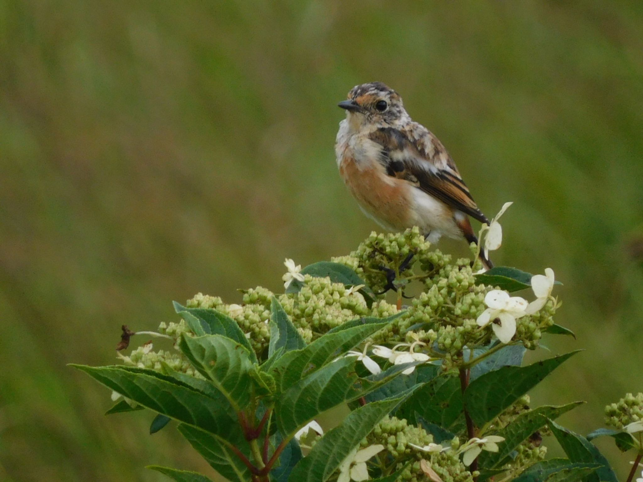 Photo of Amur Stonechat at 八島湿原(八島ヶ原湿原) by ucello