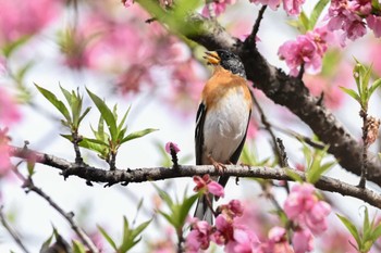 アトリ 古河公方公園 2023年3月24日(金)