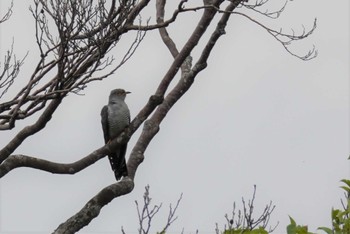 Common Cuckoo サロベツ Fri, 7/7/2023