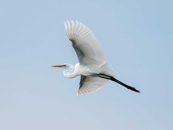 チュウサギ 長崎県 2023年8月20日(日)