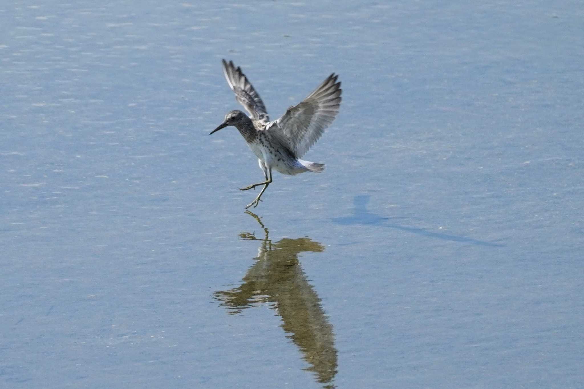 Common Greenshank