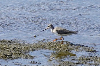 ソリハシシギ 大阪南港野鳥園 2023年8月20日(日)