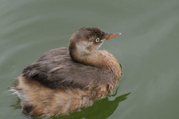 2023年8月16日(水) 石神井公園の野鳥観察記録