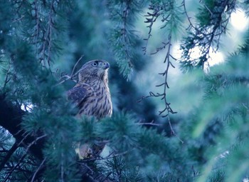 Eurasian Goshawk Unknown Spots Tue, 7/17/2018