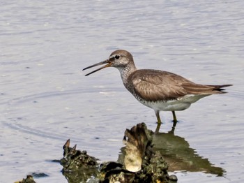 2023年8月13日(日) 谷津干潟の野鳥観察記録