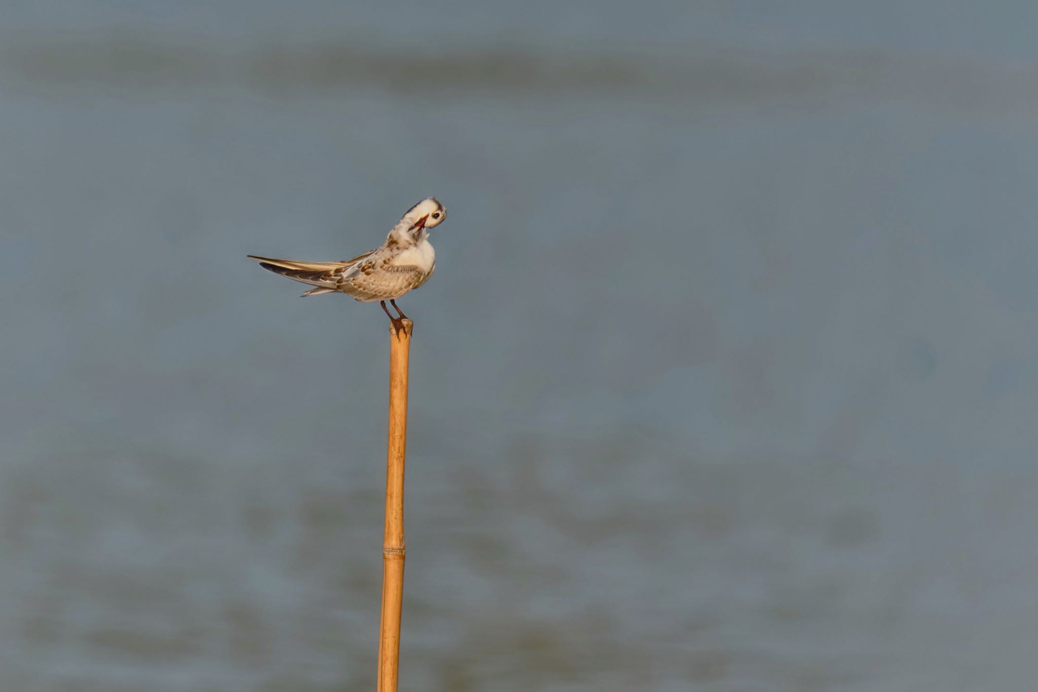 Whiskered Tern