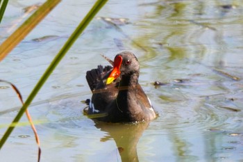 2023年8月20日(日) 竹村新池公園(豊田市)の野鳥観察記録