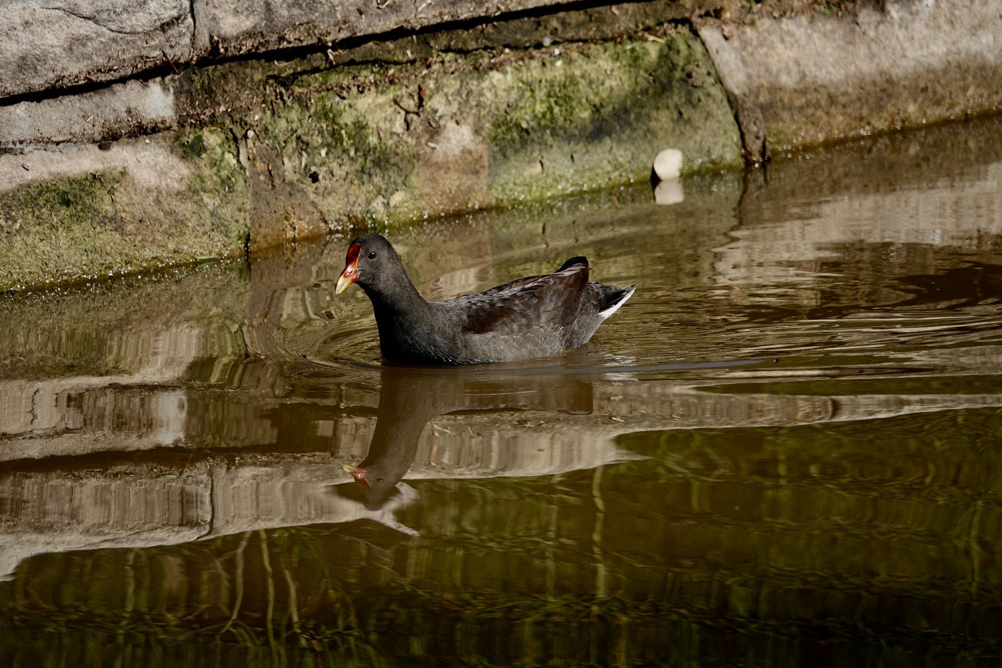 Dusky Moorhen