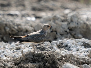 Oriental Pratincole 長崎県 Sun, 8/13/2023