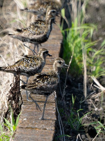 Sun, 8/20/2023 Birding report at 長崎県