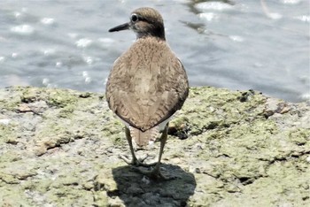 2023年8月16日(水) 藤前干潟の野鳥観察記録