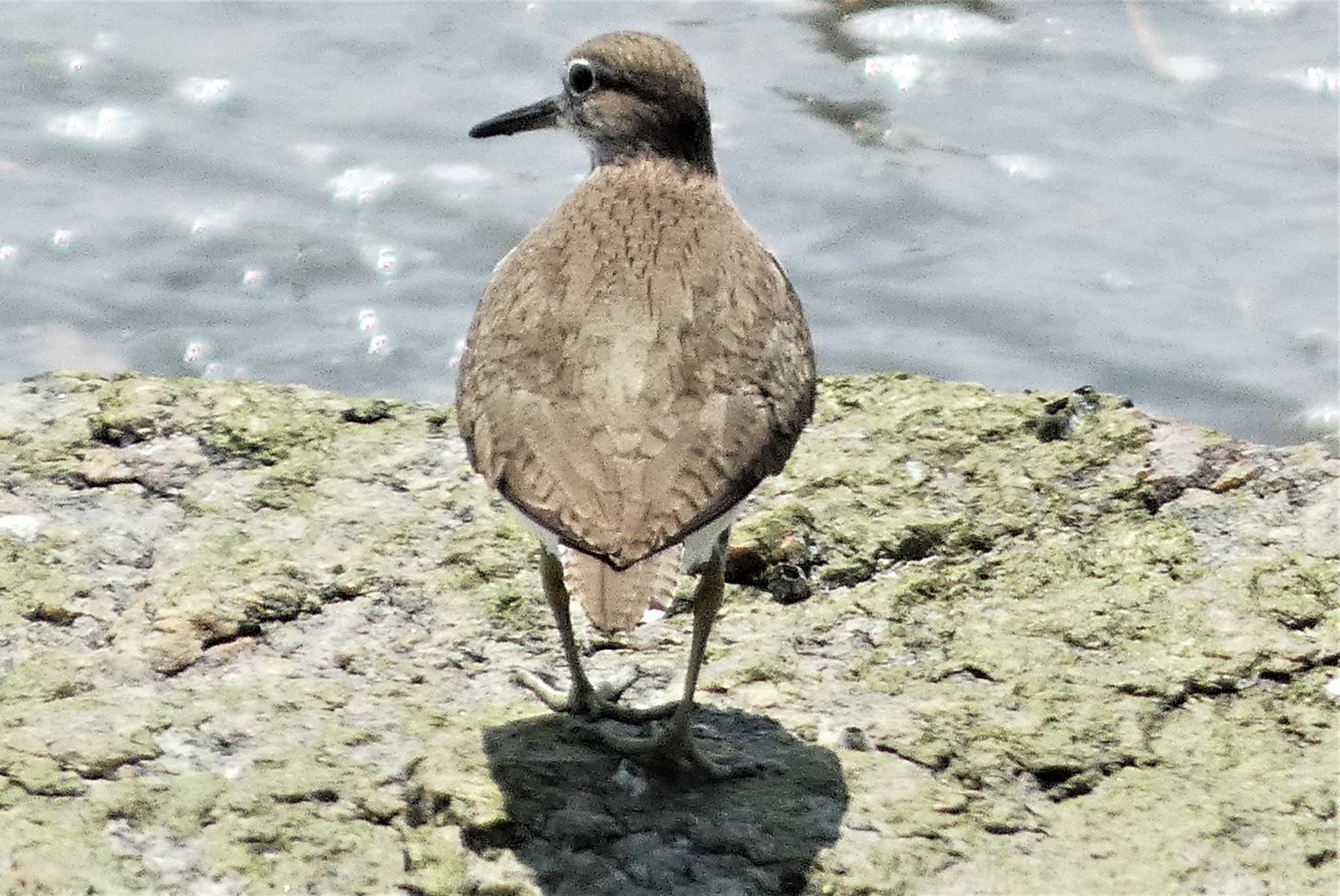 Common Sandpiper