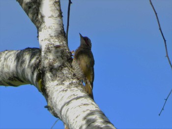 2023年8月14日(月) 妙高の野鳥観察記録