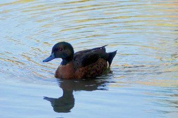 Chestnut Teal