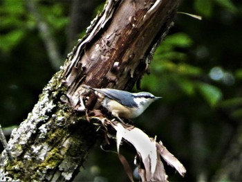 2023年8月14日(月) 戸隠森林公園の野鳥観察記録