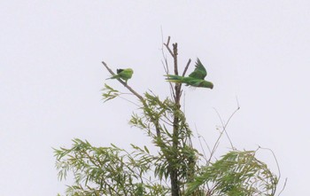 ワカケホンセイインコ 石神井公園 2023年8月16日(水)