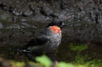 Eurasian Bullfinch Okuniwaso(Mt. Fuji) Mon, 8/21/2023