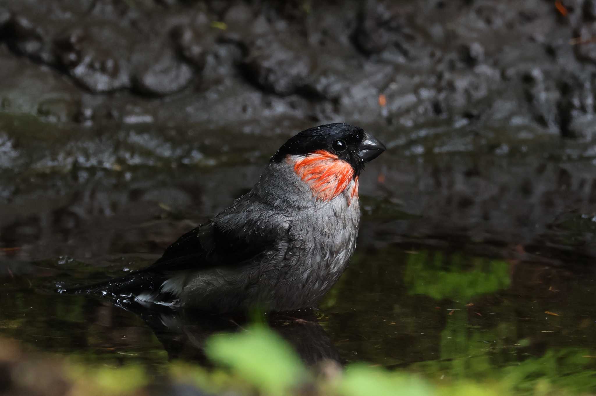 Photo of Eurasian Bullfinch at Okuniwaso(Mt. Fuji) by ゆづ