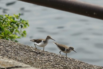 イソシギ 浜離宮恩賜庭園 2023年8月20日(日)