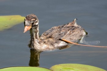 カイツブリ 旭公園 2023年8月21日(月)