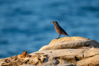 Blue Rock Thrush 観音崎公園 Mon, 8/21/2023