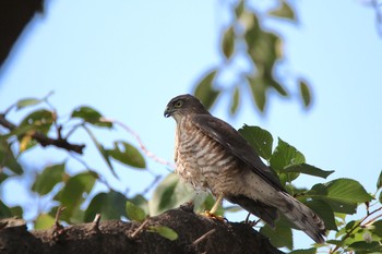 Japanese Sparrowhawk Unknown Spots Wed, 8/8/2018