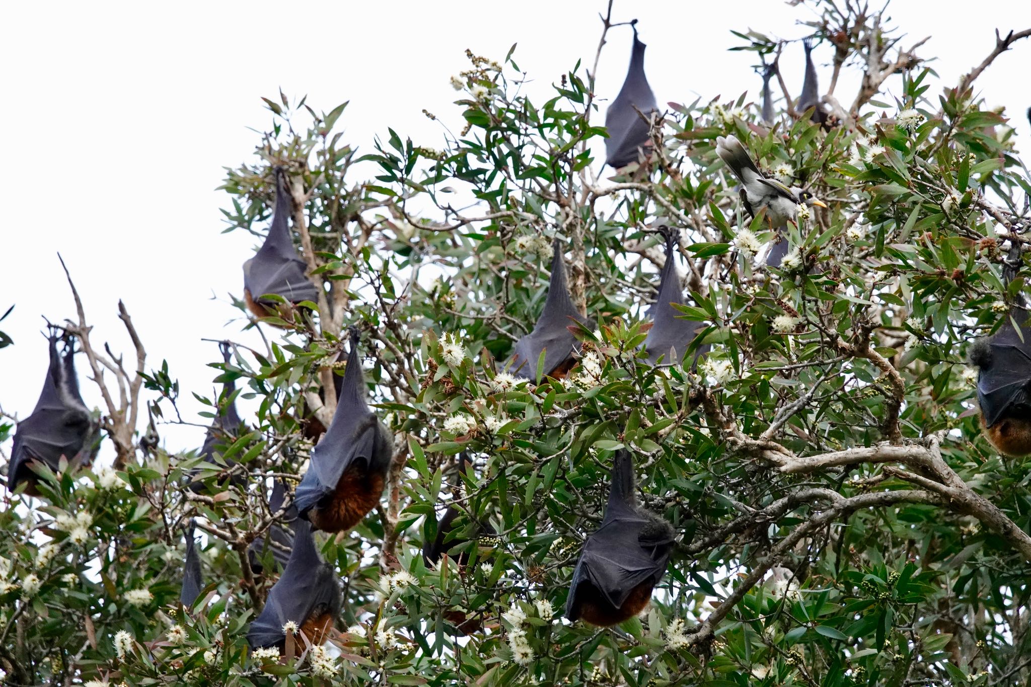 Noisy Miner