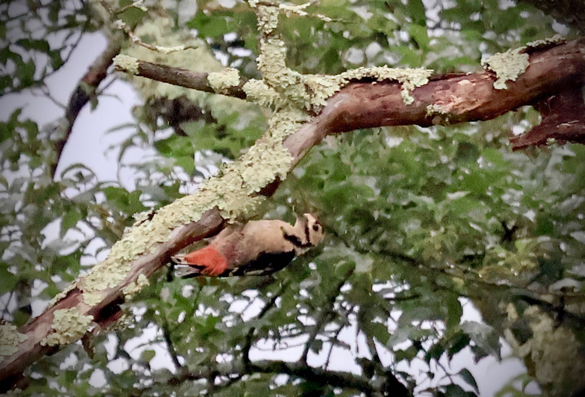 Great Spotted Woodpecker