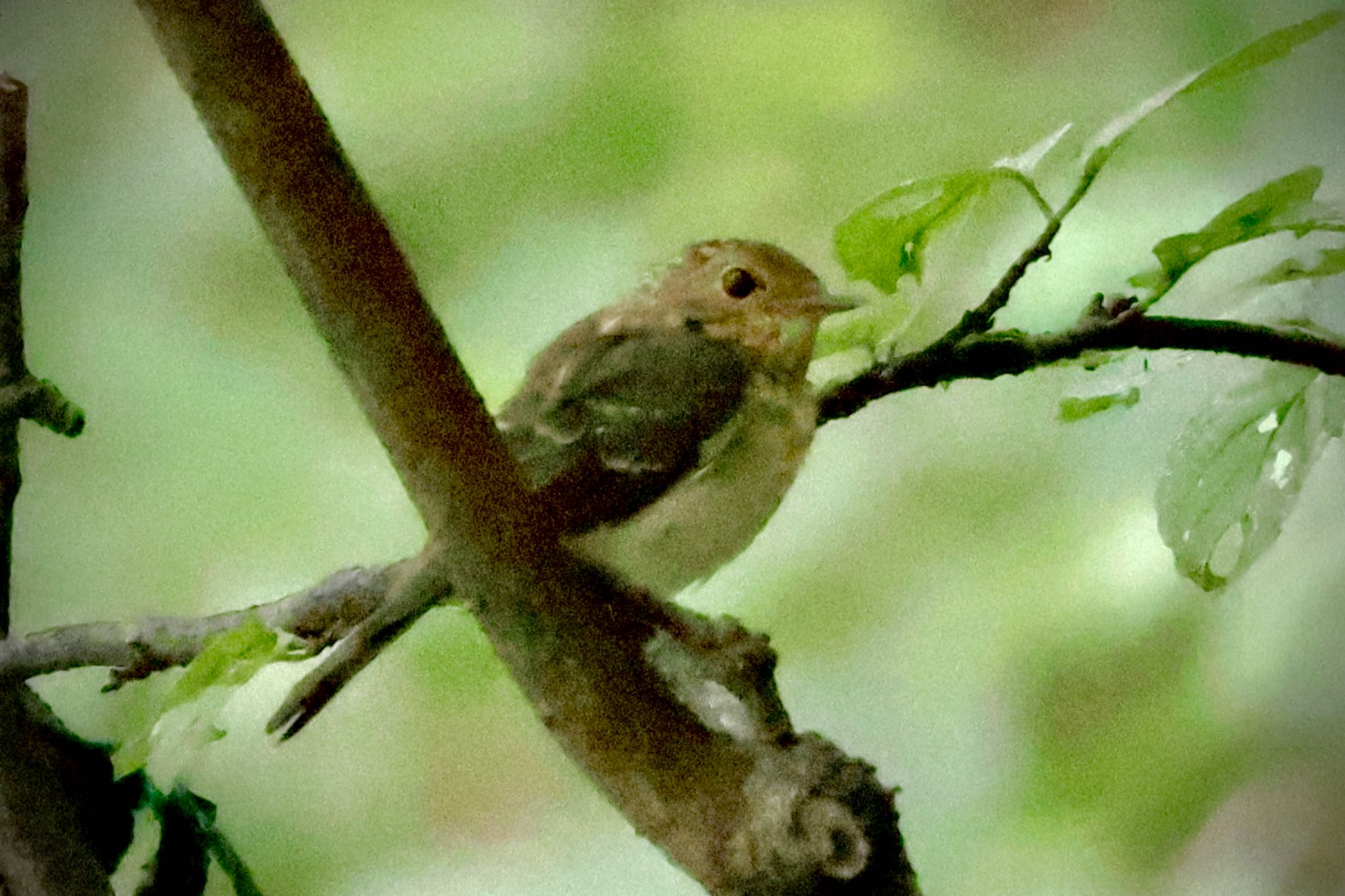 Narcissus Flycatcher