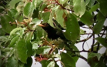 2023年8月16日(水) 埼玉県民の森の野鳥観察記録