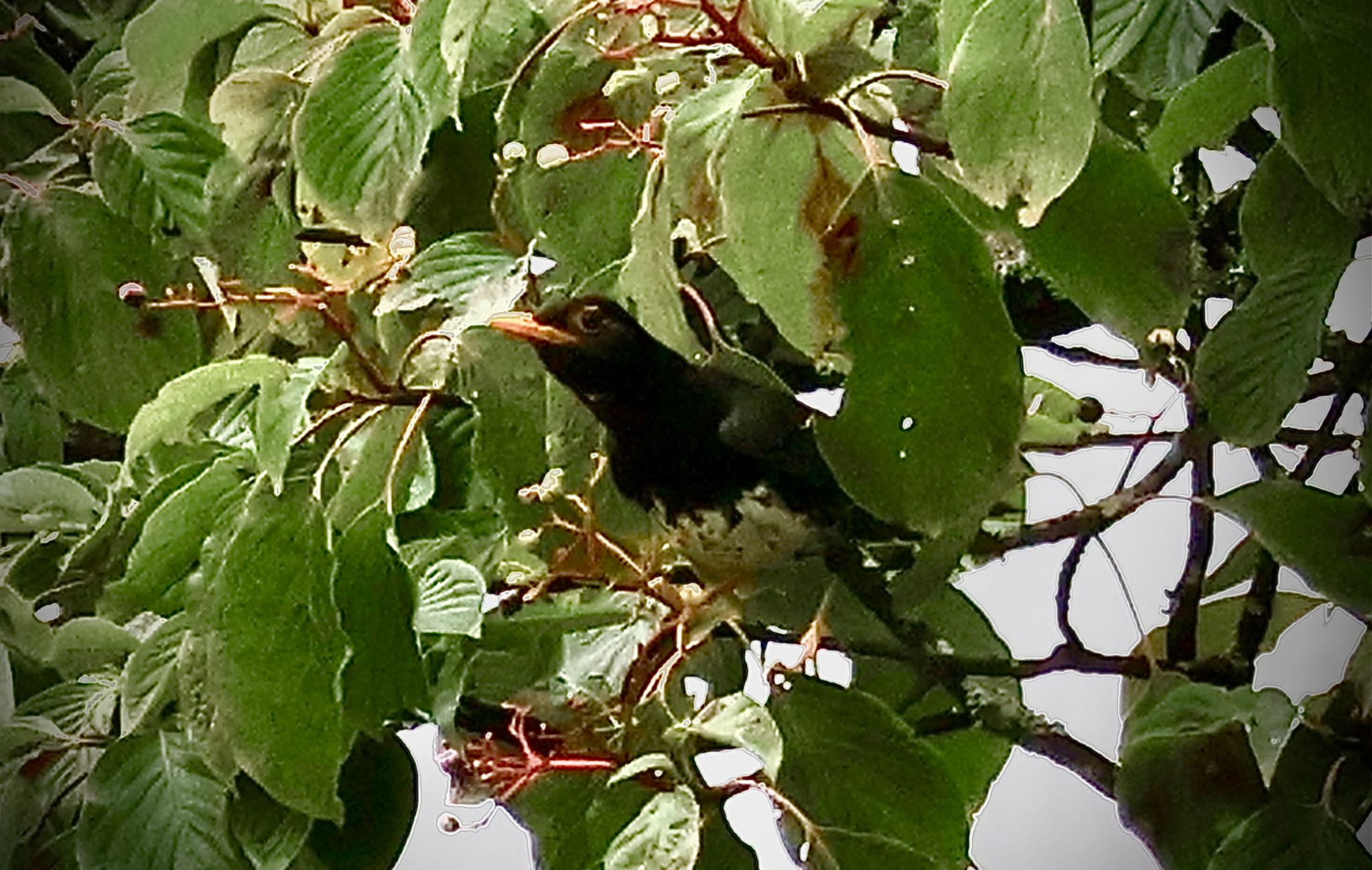 Japanese Thrush