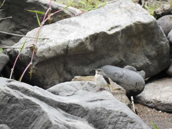 Grey Wagtail 本別公園(北海道中川郡) Mon, 7/24/2023