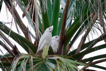 Little Corella シドニー Fri, 6/29/2018