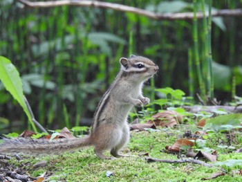 Unknown Species 本別公園(北海道中川郡) Mon, 7/24/2023