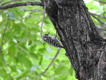Japanese Pygmy Woodpecker 本別公園(北海道中川郡) Mon, 7/24/2023