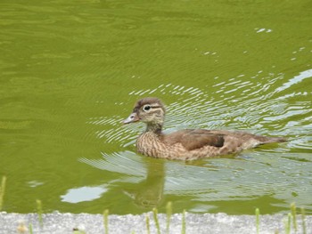 オシドリ 本別公園(北海道中川郡) 2023年7月24日(月)