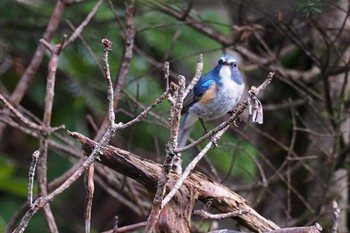 Red-flanked Bluetail 大弛峠(山梨県) Sat, 8/19/2023