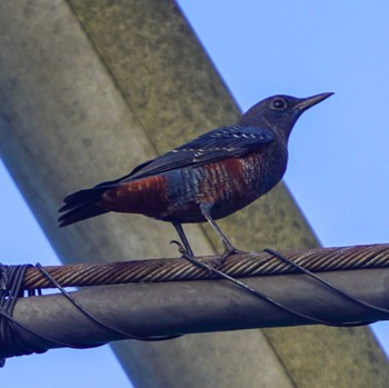 Blue Rock Thrush 観音崎公園 Tue, 8/22/2023