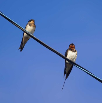 Barn Swallow 横須賀市 Tue, 8/22/2023