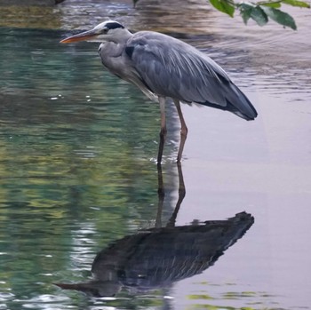 Grey Heron 横須賀市鴨居 Tue, 8/22/2023