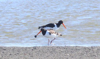 2023年8月17日(木) ふなばし三番瀬海浜公園の野鳥観察記録