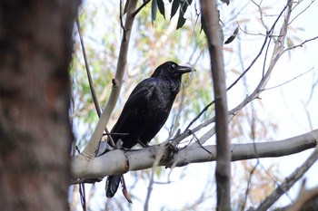 Australian Raven シドニー Fri, 6/29/2018