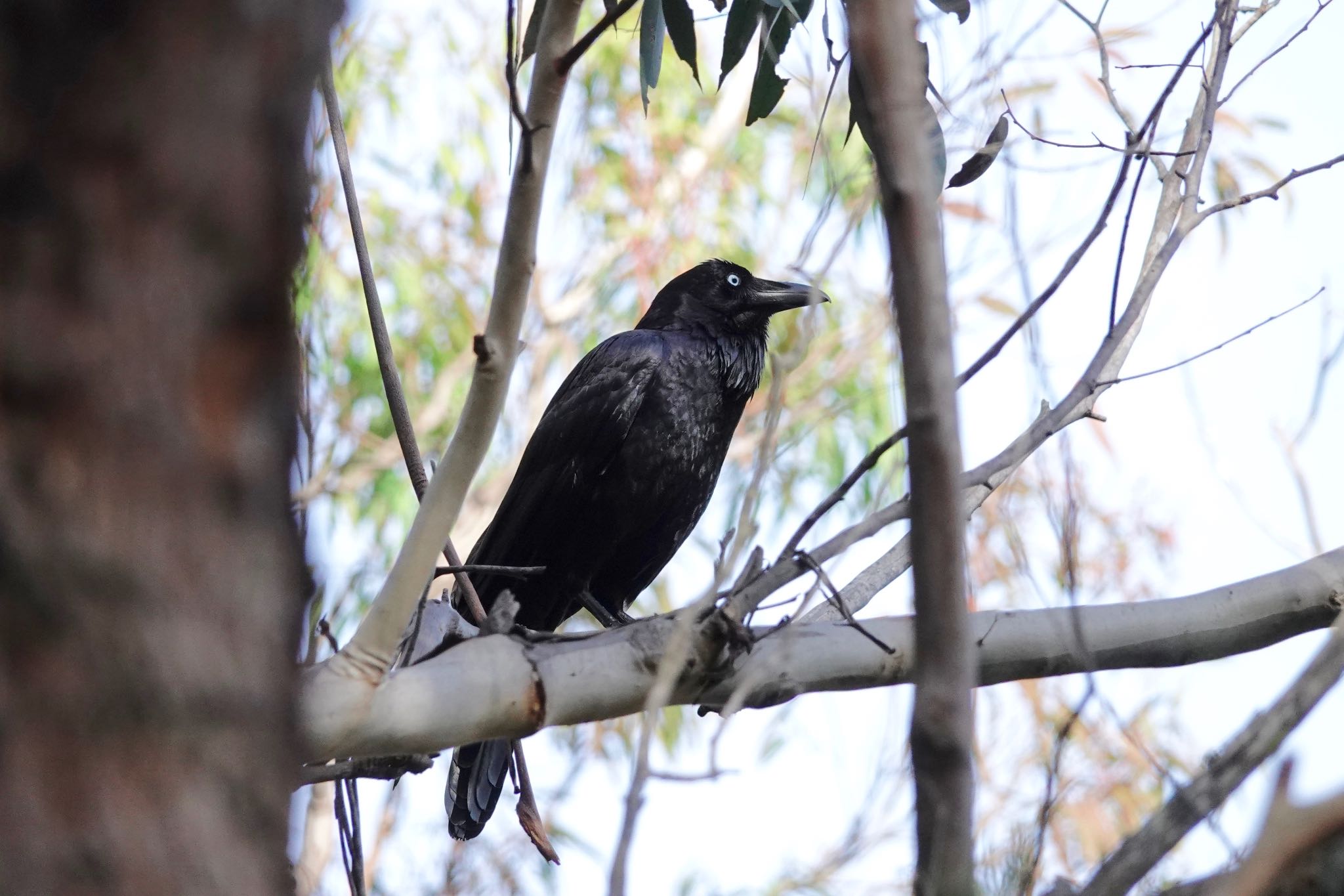 Photo of Australian Raven at シドニー by のどか