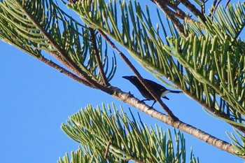 Pied Currawong シドニー Fri, 6/29/2018