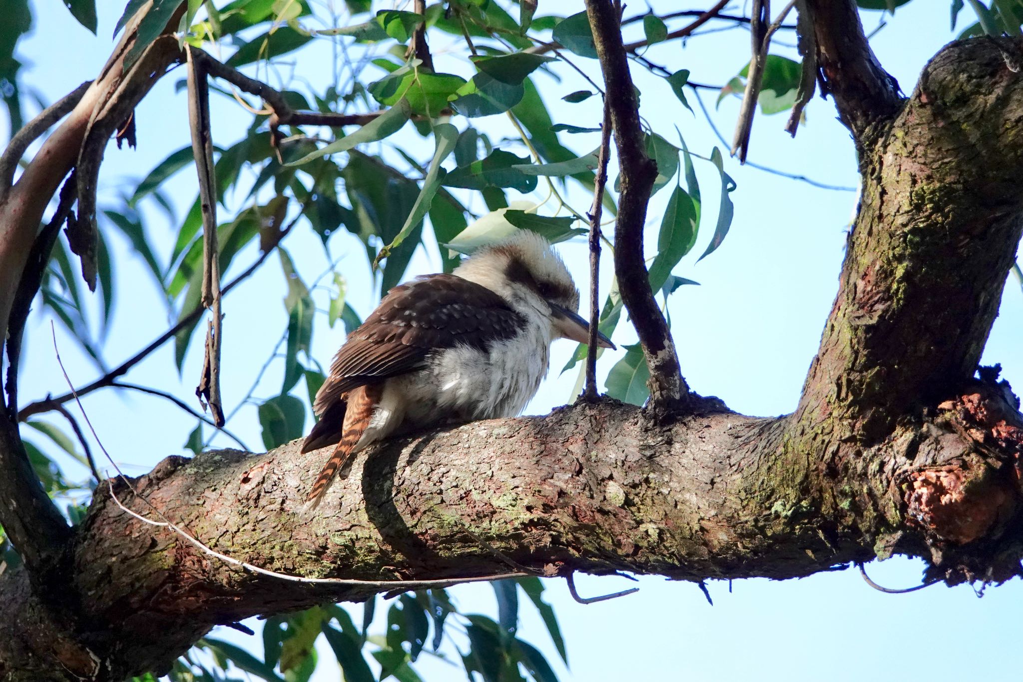 Laughing Kookaburra