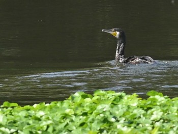 2023年8月22日(火) 江津湖の野鳥観察記録