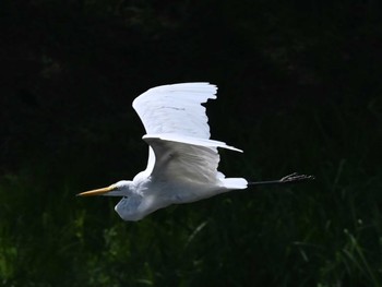 チュウサギ 江津湖 2023年8月22日(火)